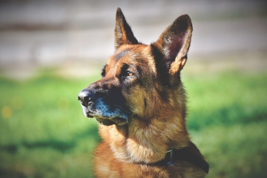 Немецкая овчарка pixabay.com