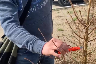 Сухое дерево Кадр из видео