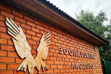 Амодово со страницы зоопитомника в &quotВК&quot