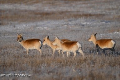 Дзерены Алексей Черепицын