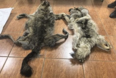 Шкуры волков пресс-службы Минприроды Забайкалья