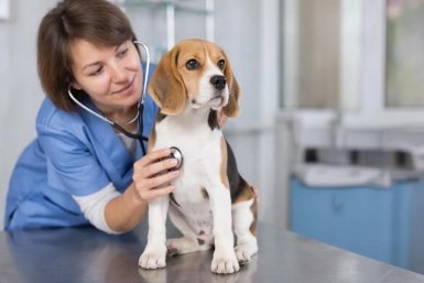 Ветеринар ИИ Kandinsky (18+)