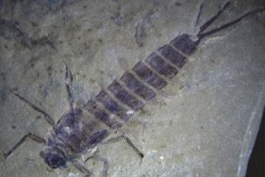 Насекомые со страницы ИНГГ СО РАН в &quotВК&quot (12+)