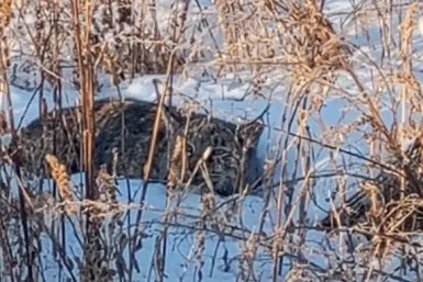 рысь пресс-службы Минприроды края