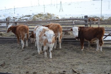 Коровы тгк (18+) Минсельхоза Забайкалья