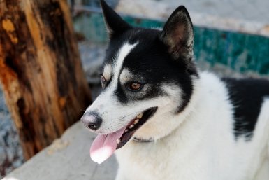 Собака Евгений Кулешов, ИА PrimaMedia.ru