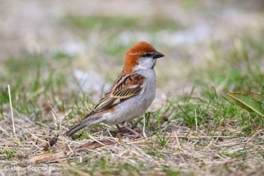 Рыжий воробей предоставлено ФГБУ &quotЗемля леопарда&quot