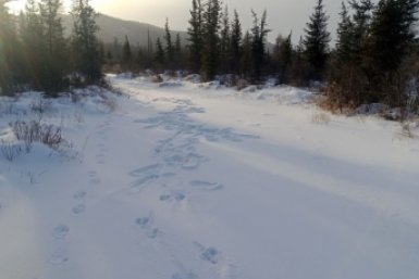 Учёт следов из архива пресс-службы Минприроды Забайкальского края