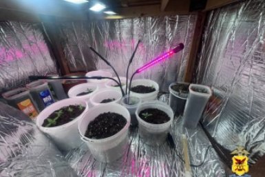 Выращивание наркотического растения тг-канал (18+) УМВД по Забайкалью
