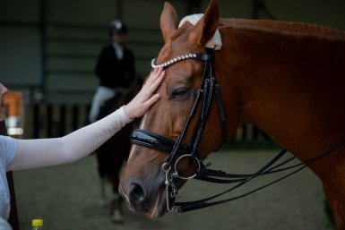 Конный спорт Артём Хорошилов  , ИА Stavropol.Media