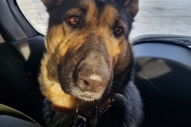 Собака предоставлено волонтёрами