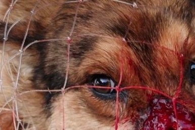 Пострадавший пёс предоставлено Ириной Морозовой