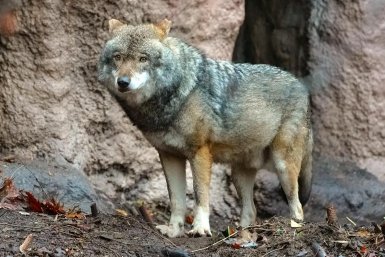 Волк пресс-служба Департамента культуры города Москвы