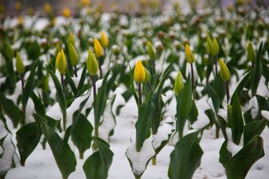 Цветы Артём Хорошилов  , ИА Stavropol.Media