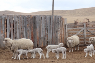 Овцы пресс-служба администрации Агинского Бурятского округа