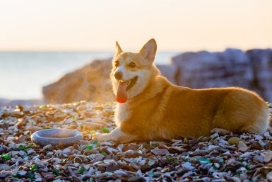 Корги Мария Смитюк, ИА PrimaMedia.ru