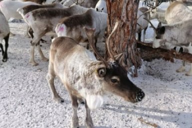 Северные олени предоставлено общиной &quotНонон&quot