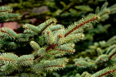 елка, Илья Табаченко, ИА PrimaMedia.ru