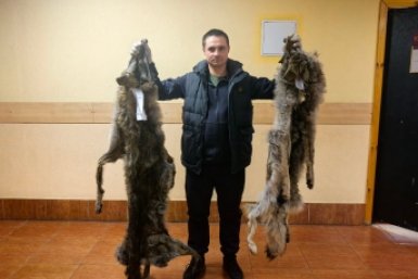 Шкуры волков тг-канал (18+) Минприроды Забайкалья