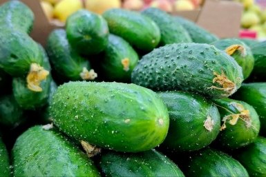 Огурцы ИА Stavropol.Media