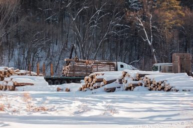 дерево Илья Аверьянов, ИА PrimaMedia