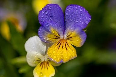 Цветы Мария Смитюк, ИА PrimaMedia