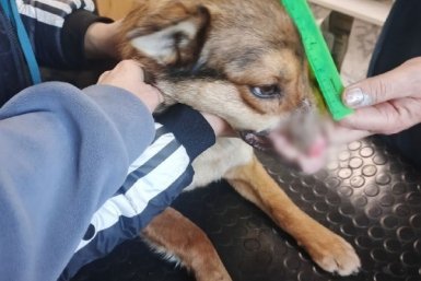 Собаке дали кличку Миша тг-канал (18+) приюта &quotВерность&quot