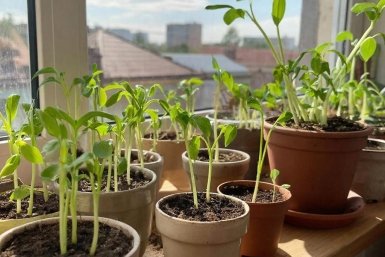 Рассада GigaChat (18+)