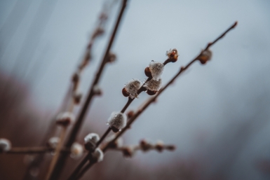 Весна в Приморье Александр Ратников, ИА PrimaMedia