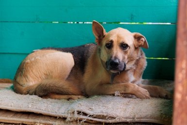 Собака Евгений Кулешов, ИА PrimaMedia.ru