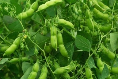 Тематическая картинка GigaChat (18+)