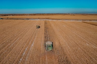 кукуруза Мария Смитюк, ИА PrimaMedia.ru