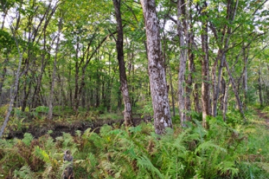 Лес ИА ЕАОMedia