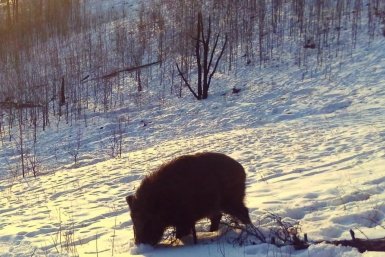 Кабан тг-канал (18+) Минприроды Забайкалья