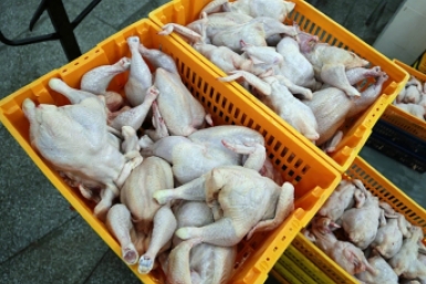 Курятина ИА PrimaMedia