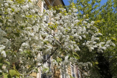 Виды Читы Абрамченко Анета