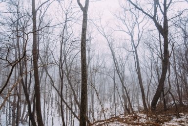 лес Мария Смитюк, ИА PrimaMedia.ru