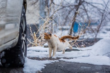 Снег Мария Смитюк, ИА PrimaMedia.ru