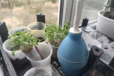 Сколько можно не поливать рассаду: классный лайфхак для дачников, которые вечно заняты ИА SochiMedia