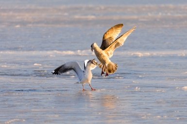 чайки Евгений  Кулешов, ИА PrimaMedia.ru