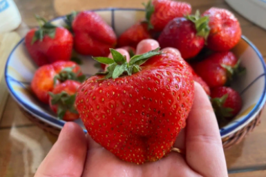 Клубника ИА KrasnodarMedia