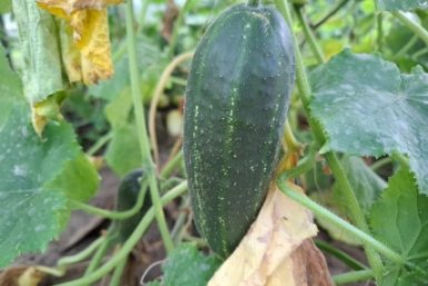 Огурцы ИА KrasnodarMedia