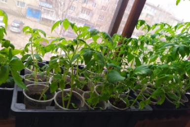    ИА PriamurMedia, Елена Гиневская