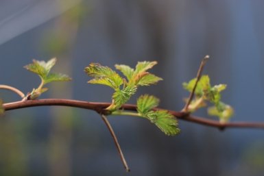 Тематическое фото pxhere.com