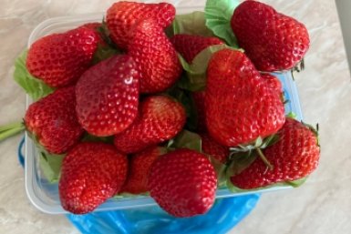 Клубника, ягода Марина Голикова, ИА UssurMedia