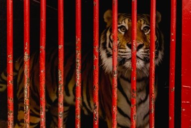 Цирк с животными Мария Смитюк, ИА PrimaMedia.ru