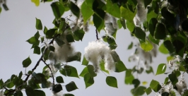 Тополь Роман Федоров