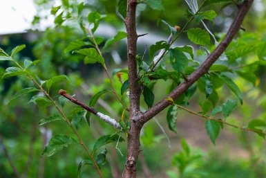 Озеленение Илья Аверьянов, ИА Primamedia