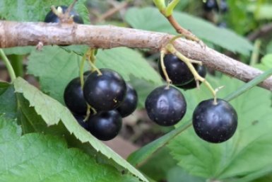 Смородина ИА StavropolMedia