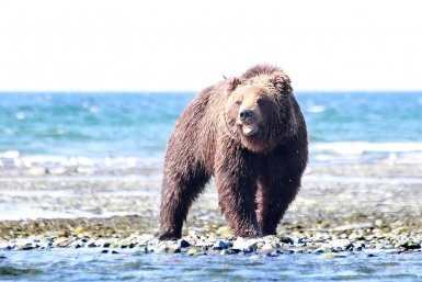 Медведей видели задолго до нападения, но гид не увел людей из опасного места